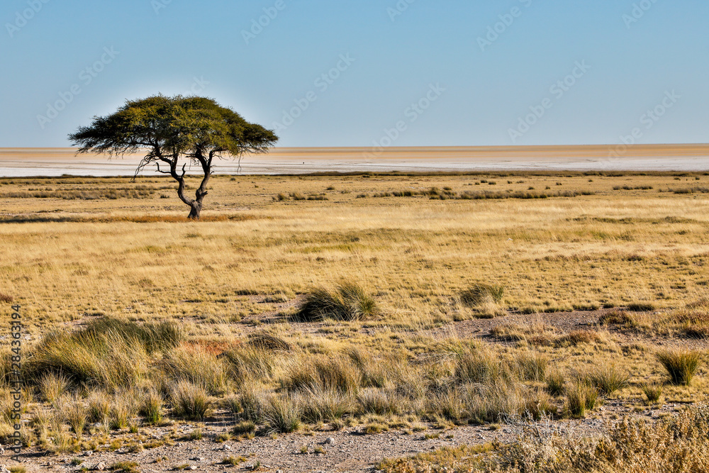 Africa, Namibia, Etosha National Park. Grassy plain Africa, Namibia, Etosha National Park. Grassy plain