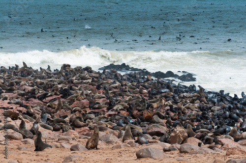 Cape Fur seals (Arctocephalus pusillus), Cape Cross, Skeleton Coast, Kaokoland, Kunene Region, Namibia.