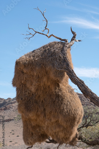 Namibia. A massive nest of Sociable weavers, Philetairus socius, who nest communally, hangs from a dead branch. photo