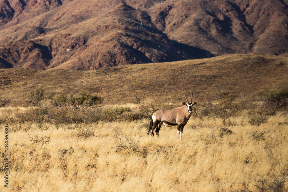 Namibia. An Oryx, Oryx gazella, stands in the grasslands beneath tall hills in Namib Naukluft National Park. Namibia. An Oryx, Oryx gazella, stands in the grasslands beneath tall hills in Namib Naukluft National Park.