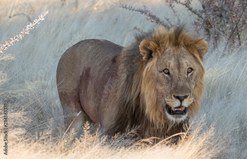 Male Lion near waterhole Etosha National Park  Namibia