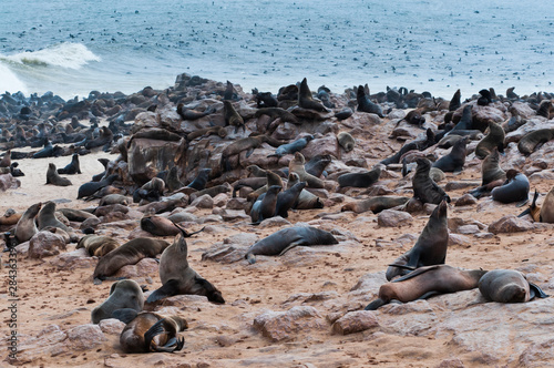 Cape Fur seals (Arctocephalus pusillus), Cape Cross, Skeleton Coast, Kaokoland, Kunene Region, Namibia. photo