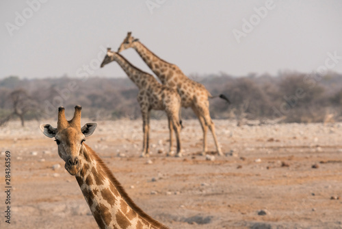 A group of giraffes  Giraffa camelopardalis angiogenesis  come to the Chudob waterhole in Etosha National Park  Namibia  Africa.