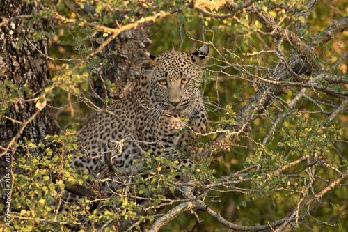 South Africa, Sabi Sabi Private Game Reserve. Leopard cub hiding from hyenas. Credit as: Jim Zuckerman / Jaynes Gallery / DanitaDelimont.com