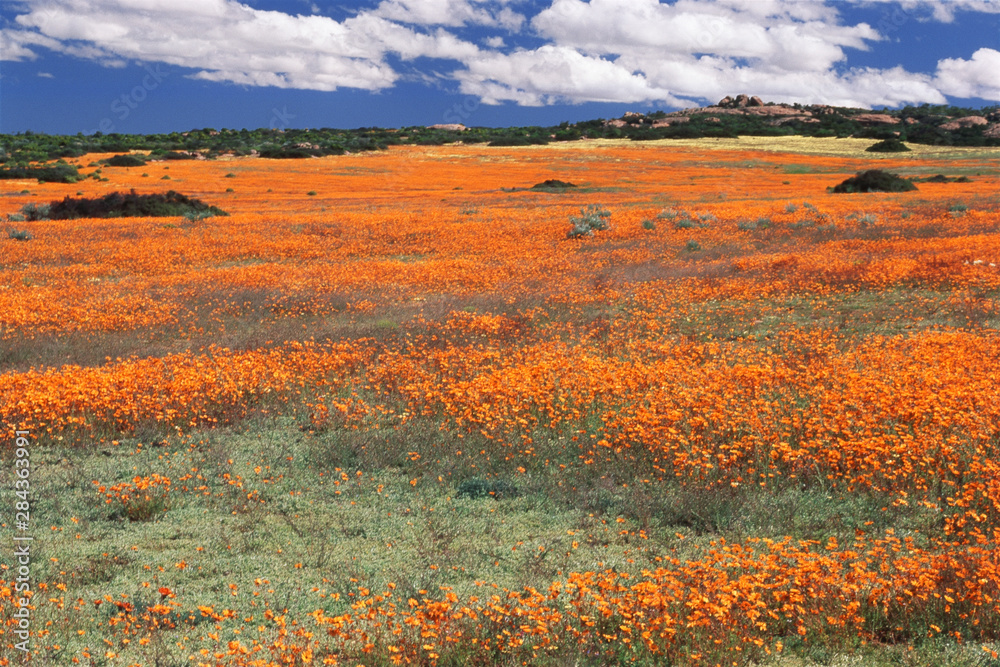 South Africa, Namaqualand, View of Dimorphotheca sinuata flower