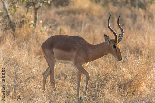 Africa  South Africa  Ngala Private Game Reserve. Impala in brush. 