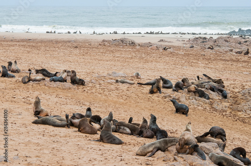 Cape Fur seals (Arctocephalus pusillus), Cape Cross, Skeleton Coast, Kaokoland, Kunene Region, Namibia. © Nico Tondini/Danita Delimont
