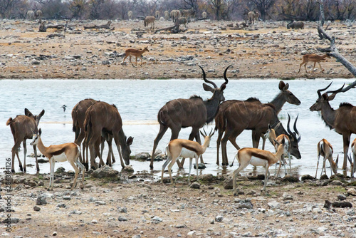 Kudus and springboks at a waterhole, Etosha National Park. Oshikoto Region, Namibia.
