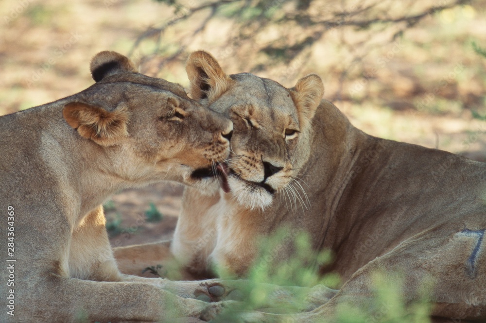 Naklejka premium South Africa, Kalahari Gemsbok National Park (Kgalagadi Transfrontier Park), Pride of Lion (Panthera Leo) in shade