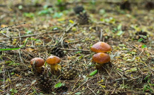 a lot of mushrooms growing in the coniferous forest