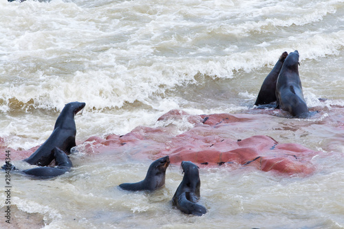 Cape Fur seals (Arctocephalus pusillus), Cape Cross, Skeleton Coast, Kaokoland, Kunene Region, Namibia. photo