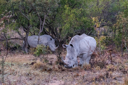 South Africa, Welgevonden Game Reserve. Adult white rhinos. Credit as: Jones & Shimlock / Jaynes Gallery / DanitaDelimont.com