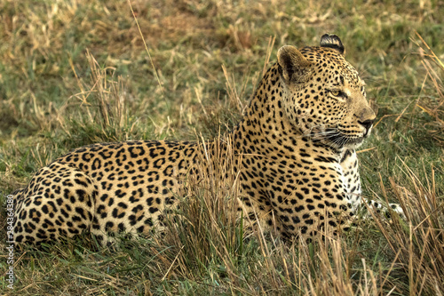 South Africa  Sabi Sabi Private Game Reserve. Adult leopard resting in grass. Credit as  Jim Zuckerman   Jaynes Gallery   DanitaDelimont.com
