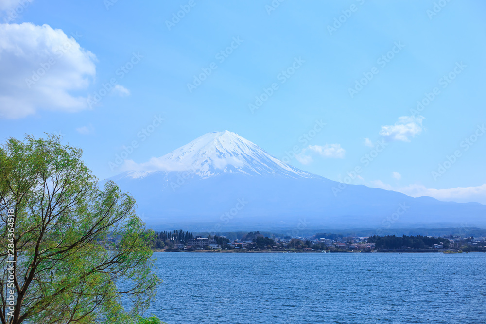 Mt diamond fuji with snow and flower garden along the lake walkway at Kawaguchiko lake in japan, Mt Fuji is one of famous place in Japan. 