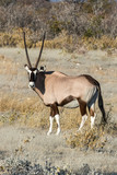 Africa, Namibia, Etosha National Park. Oryx