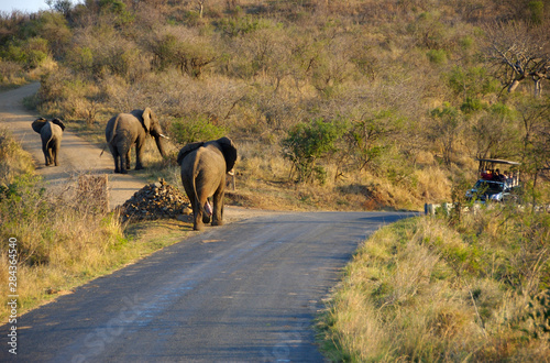 Africa, South Africa, KwaZulu Natal, Hluhluwe Umfolozi National Park, tourists viewing bull elephants 