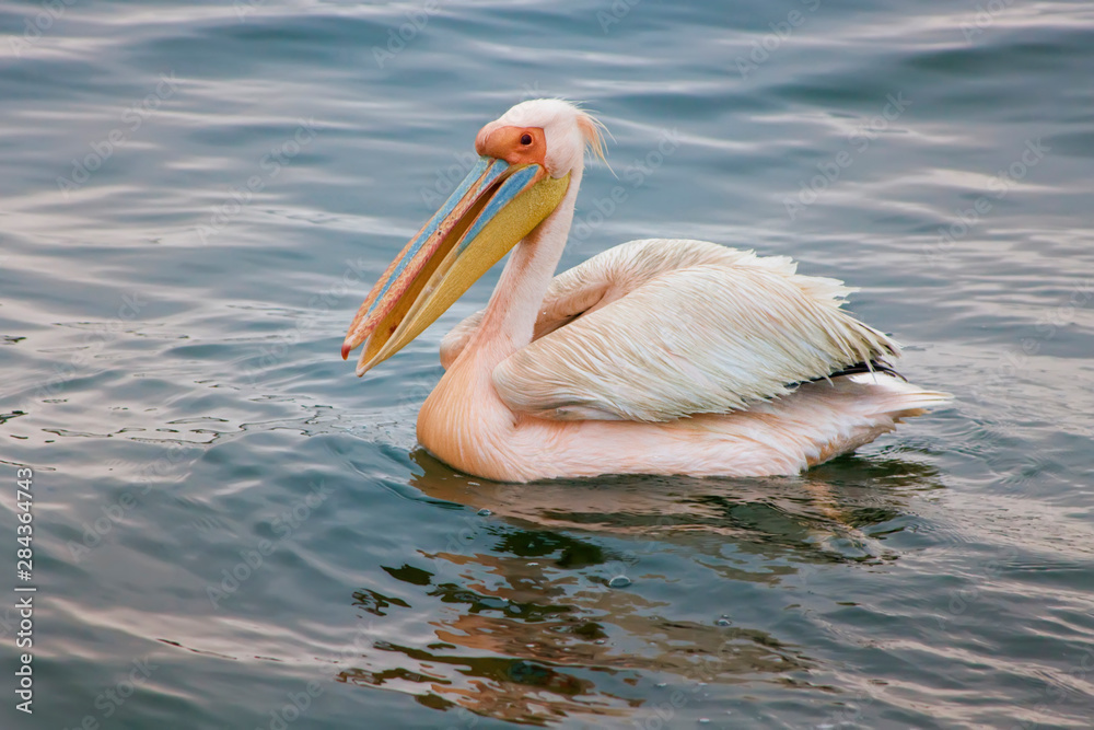 Walvis Bay, Namibia. Eastern White Pelican resting on the water. Walvis Bay, Namibia. Eastern White Pelican resting on the water.