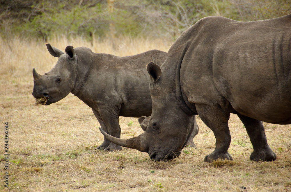 Africa, South Africa, KwaZulu Natal, Hluhluwe, White rhino in Zulu Nyala Game Reserve (mother and son) Africa, South Africa, KwaZulu Natal, Hluhluwe, White rhino in Zulu Nyala Game Reserve (mother and son)