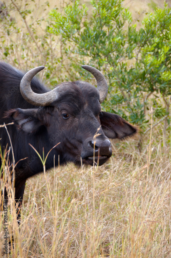 Africa, South Africa, KwaZulu Natal, Hluhluwe, Zulu Nyala Game Reserve, Cape Buffalo Africa, South Africa, KwaZulu Natal, Hluhluwe, Zulu Nyala Game Reserve, Cape Buffalo
