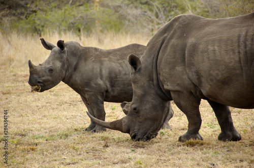 Africa, South Africa, KwaZulu Natal, Hluhluwe, White rhino in Zulu Nyala Game Reserve (mother and son) 