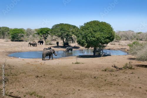 Photography Africa, South Africa, KwaZulu Natal, Westville, elephants in Tembe Elephant Park