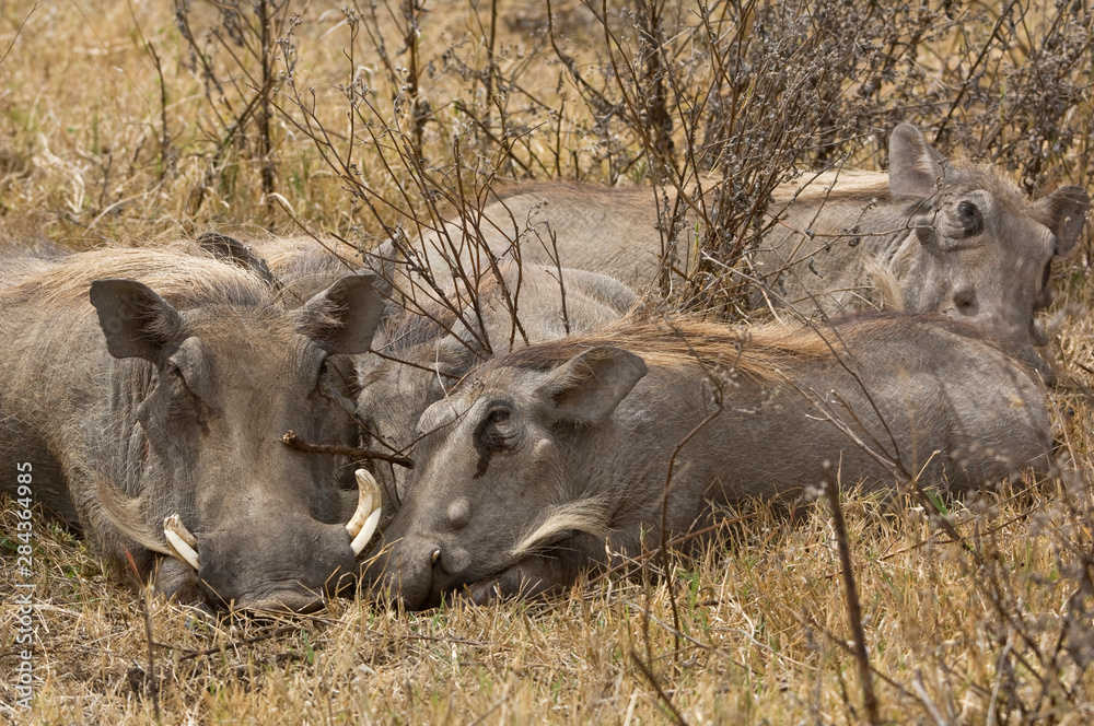 Tanzania, Ngorongoro Conservation Area. Warthog family sleeping. Credit as: Dennis Kirkland / Jaynes Gallery / DanitaDelimont.com Tanzania, Ngorongoro Conservation Area. Warthog family sleeping. Credit as: Dennis Kirkland / Jaynes Gallery / DanitaDelimont.com