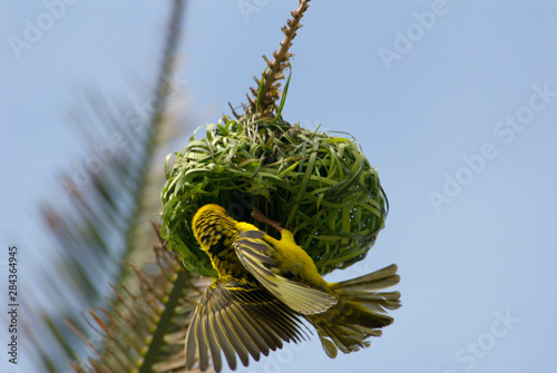 Africa, South Africa, KwaZulu Natal, Durban, Umhlanga Rocks, Weaver bird making nest 