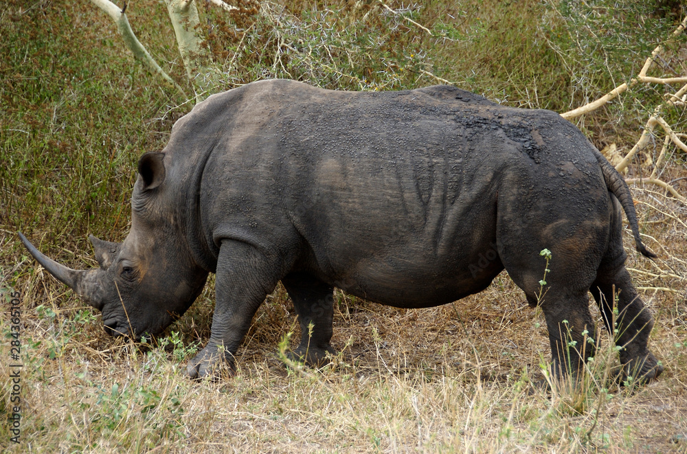 Obraz premium Afryka, RPA, KwaZulu Natal, Hluhluwe, nosorożec biały na Zulu Nyala Game Reserve
