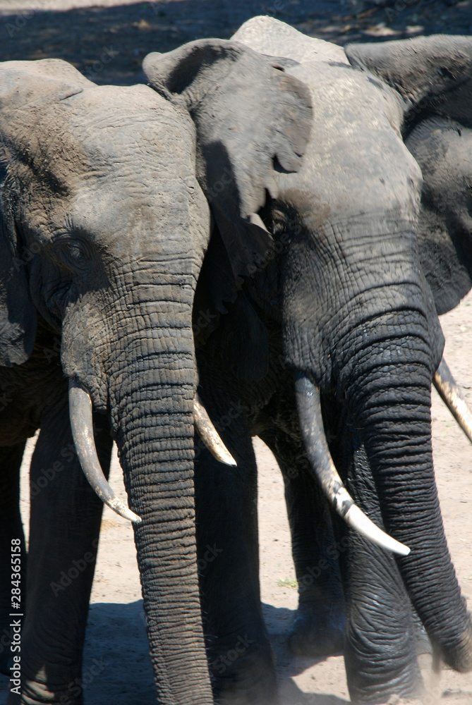 Africa, South Africa, KwaZulu Natal, Westville, elephants in Tembe Elephant Park 
