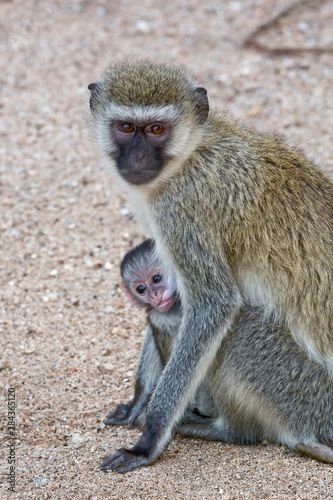 Tanzania, Lake Manyara National Park. Vervet monkey with nursing baby. Credit as: Dennis Kirkland / Jaynes Gallery / DanitaDelimont.com