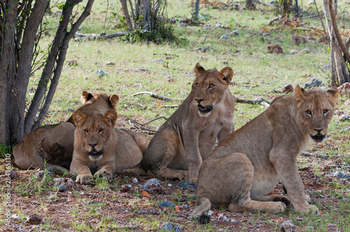 Young Lions  Panthera leo   Namibia.