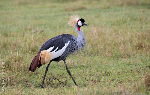 Africa, Tanzania, Ngorongoro Crater, Grey Crowned Crane (Balearica regulorum) © Charles Sleicher/Danita Delimont