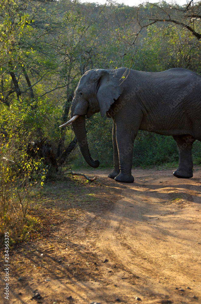 Africa, South Africa, KwaZulu Natal, Hluhluwe Umfolozi National Park, bull elephant 