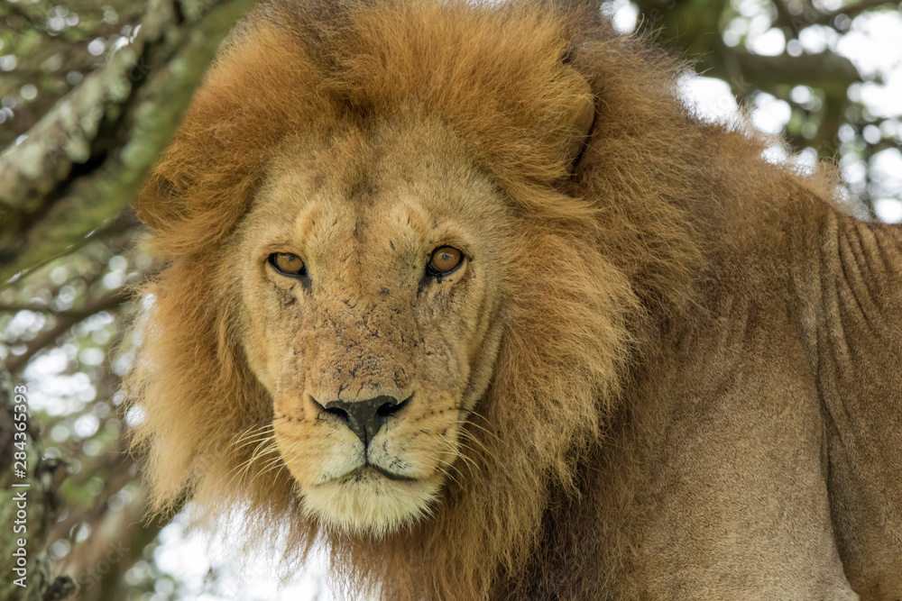 Africa, Tanzania, Serengeti. Lion close-up (Panthera leo)