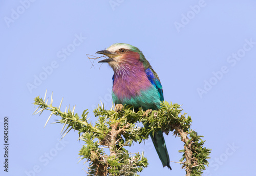 Africa, Tanzania, Serengeti. Lilac-breasted Roller (Coracias caudata), with a walking stick insect.