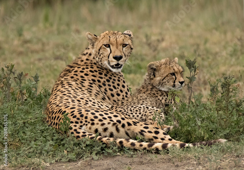 Africa, Tanzania, Serengeti. Cheetah mother (Acinonyx Jubatus) and cub.