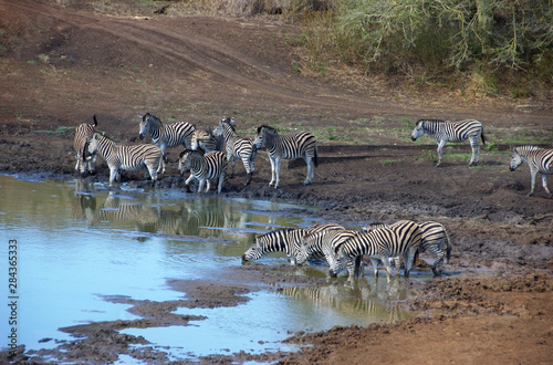 Africa, South Africa, KwaZulu Natal, Hluhluwe, Zulu Nyala Game Reserve, zebra at waterhole 
