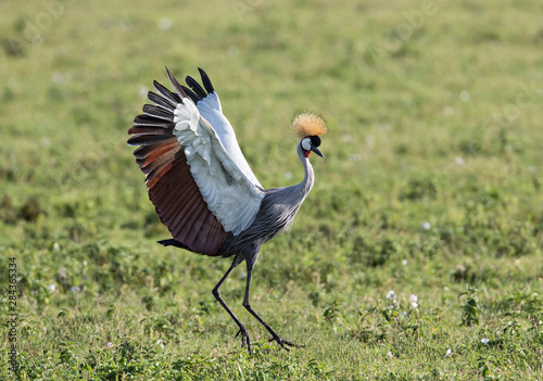 Africa, Tanzania, Ngorongoro Crater. Grey Crowned Crane (Balearica regulorum) dancing on the floor of the Ngorongoro Crater.