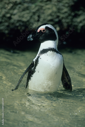 African Penguin   Spheniscus demersus   Cape Peninsula  South Africa.