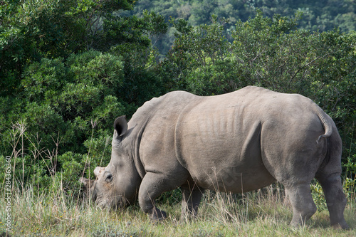 South Africa  Eastern Cape  East London. Inkwenkwezi Game Reserve. White rhinoceros  Wild  Ceratotherium simum  Horns have been  tipped  or cut off to discourage poachers.