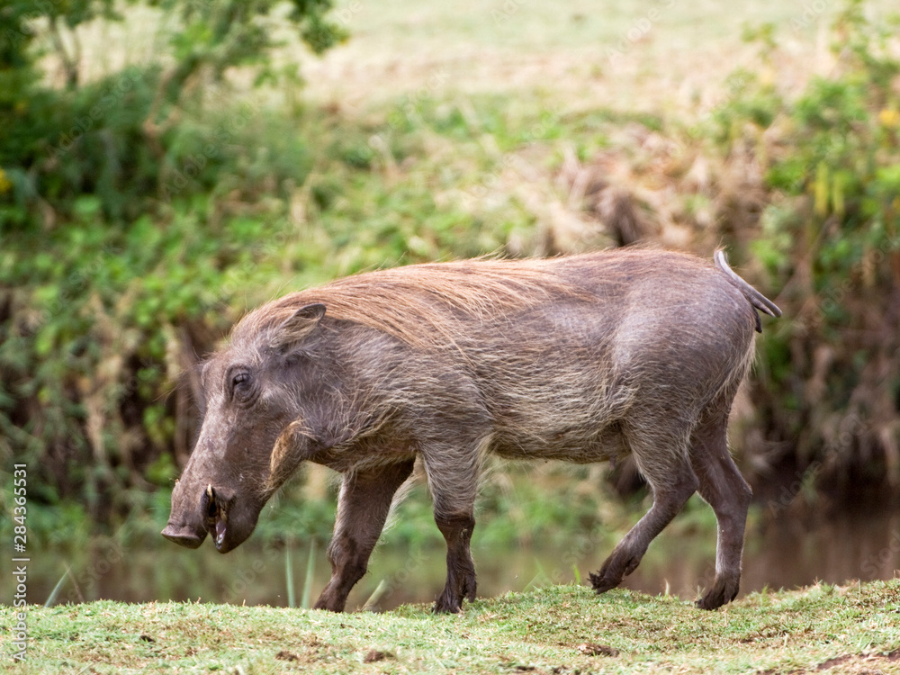 Tanzania, Lake Manyara National Park. Warthog walking. Credit as: Dennis Kirkland / Jaynes Gallery / DanitaDelimont.com Tanzania, Lake Manyara National Park. Warthog walking. Credit as: Dennis Kirkland / Jaynes Gallery / DanitaDelimont.com