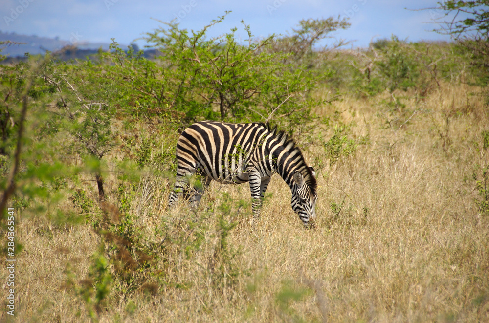 Obraz premium Africa, South Africa, KwaZulu Natal, Hluhluwe, zebra in Zulu Nyala Game Reserve 