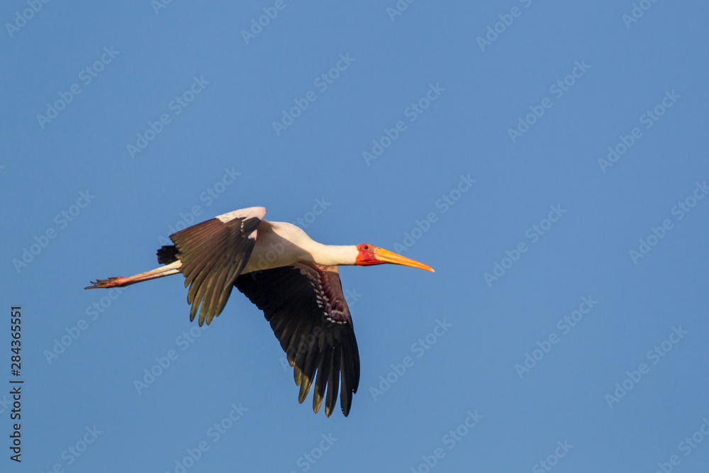 Obraz premium Single yellow-billed stork flies by, wings outstretched and tilted downward, legs trailing, Lake Manyara National Park, Tanzania