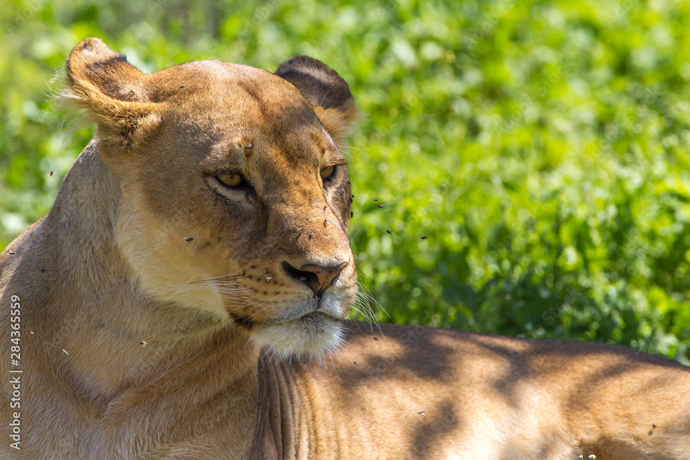 Naklejka premium Female lion lies in the cool grass, flies buzzing around and on her face, Ngorongoro Conservation Area, Tanzania