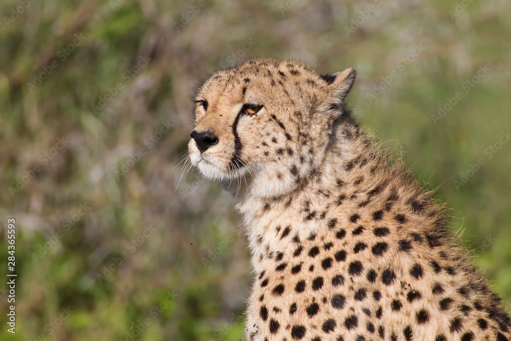 Close-up photo of head and shoulders of cheetah, head and eyes tilted towards camera, against an out of focus green and brown background, Ngorongoro Conservation Area, Tanzania Close-up photo of head and shoulders of cheetah, head and eyes tilted towards camera, against an out of focus green and brown background, Ngorongoro Conservation Area, Tanzania