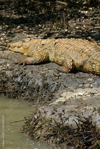 Africa  South Africa  KwaZulu Natal  Greater St Lucia Wetland Park  iSimangaliso Wetlands Park  UNESCO World Heritage Site  crocodile 