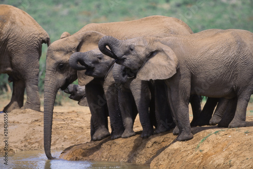 South Africa  Addo Elephant National Park  Elephants gathered around water hole