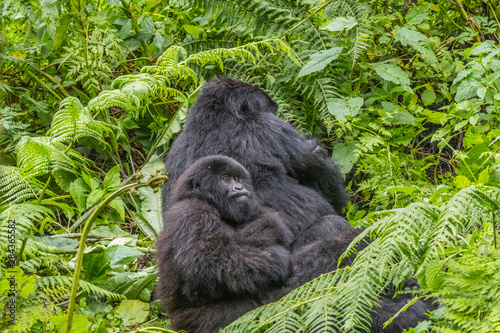 Africa, Rwanda, Musanze District, Volcanoes National Park, Ruhengeri, Kinigi. Mountain gorilla, baby and mother. photo