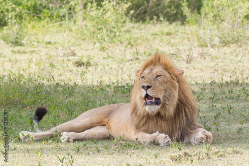 Adult male lion lies on shaded grass  body and head facing camera  panting  mouth partly open  teeth showing  full mane  paws extended in front of him  Ngorongoro Conservation Area  Tanzania