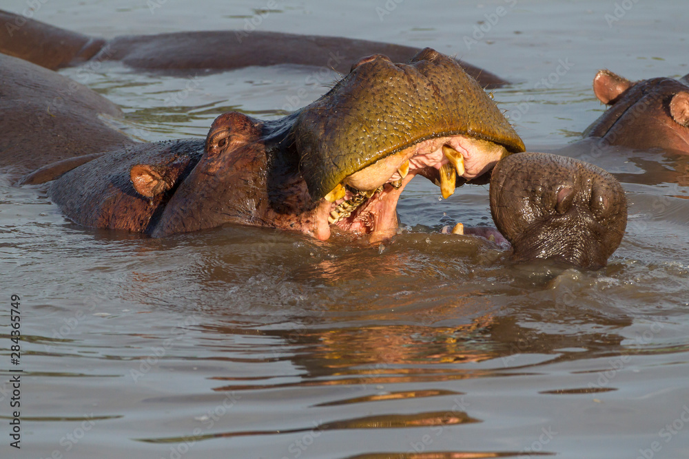 Fototapeta premium Adult hippopotamus swimming opens its mouth and bares its teeth to juvenile, whose mouth is open facing the adult in front of it. Close-up, Ngorongoro Conservation Area, Tanzania